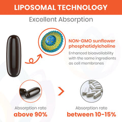 Liposomal delivery system illustration for fisetin absorption