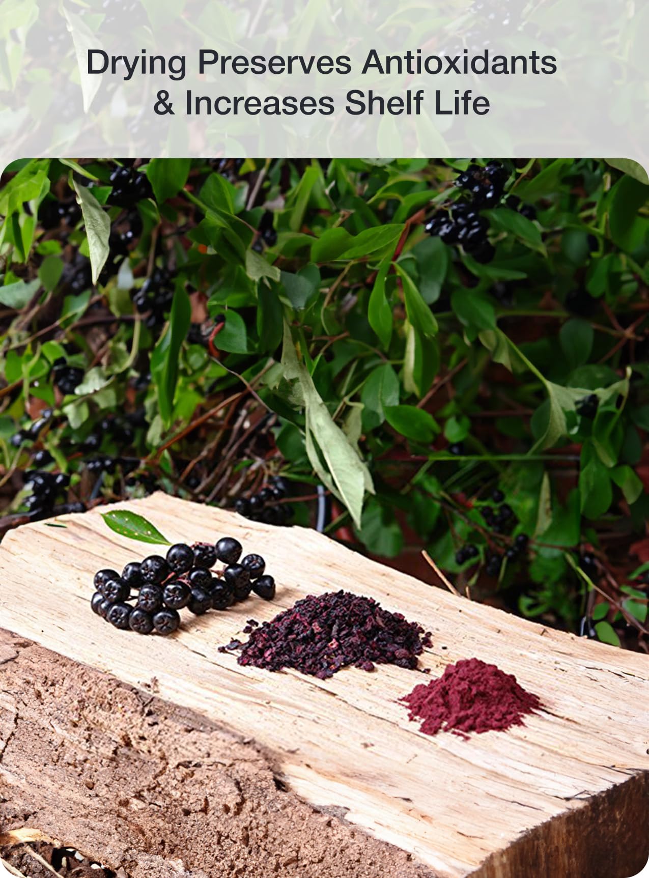 Close-up of freeze-dried aronia berries