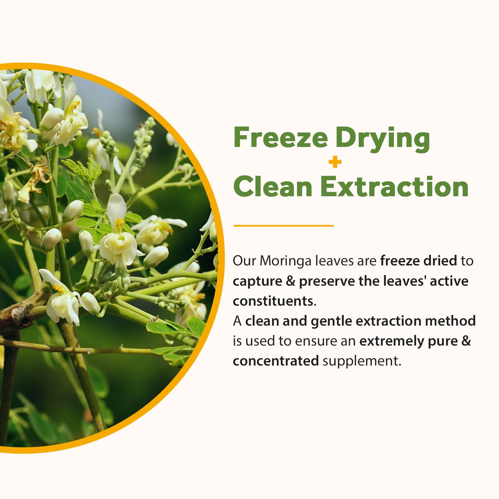 Close-up of freeze-dried moringa leaves