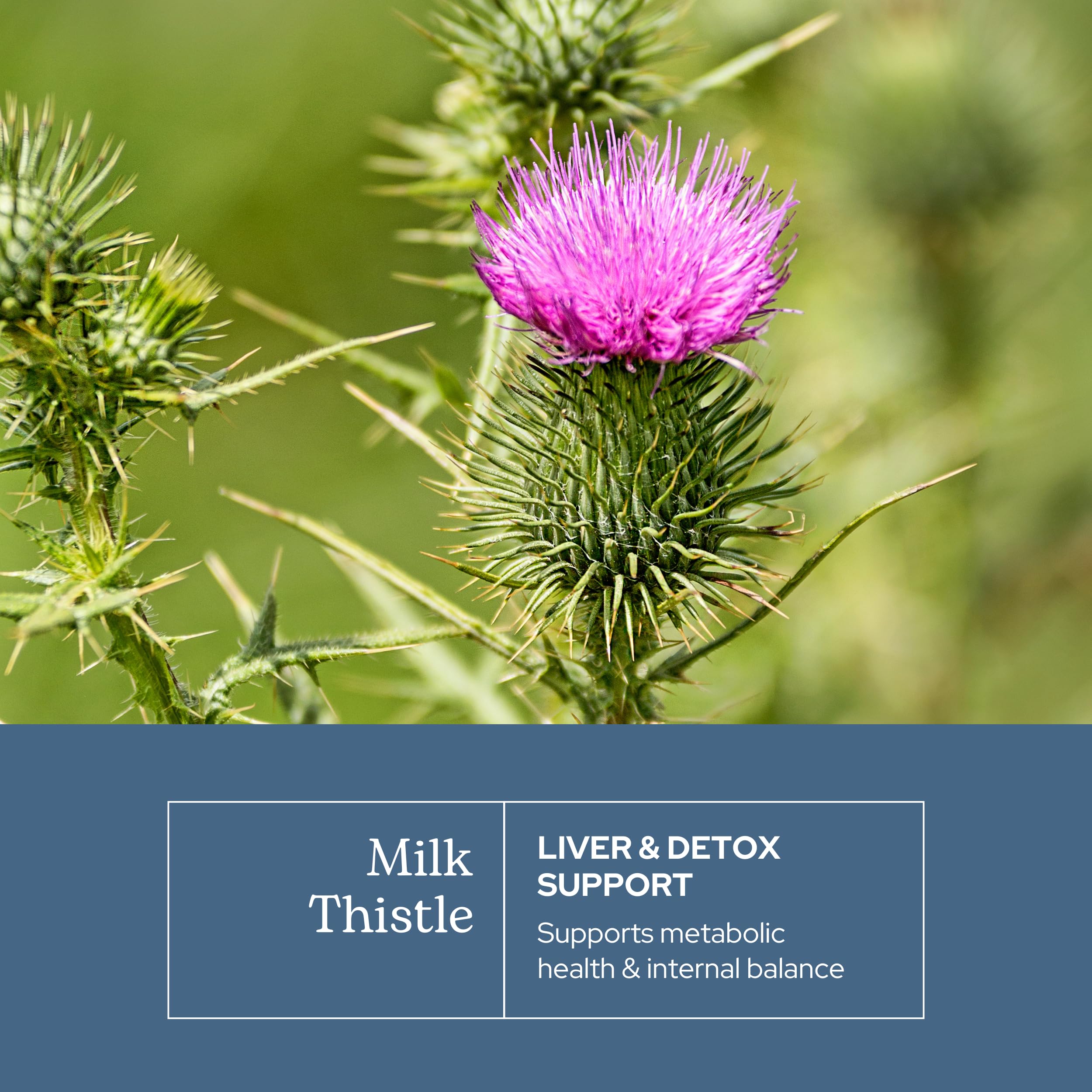 Freeze-dried milk thistle illustrating peak potency
