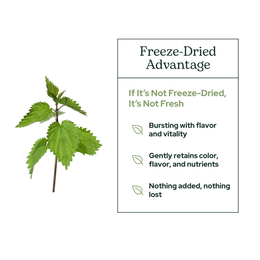 Freeze-dried nettle leaf powder processing and packaging.