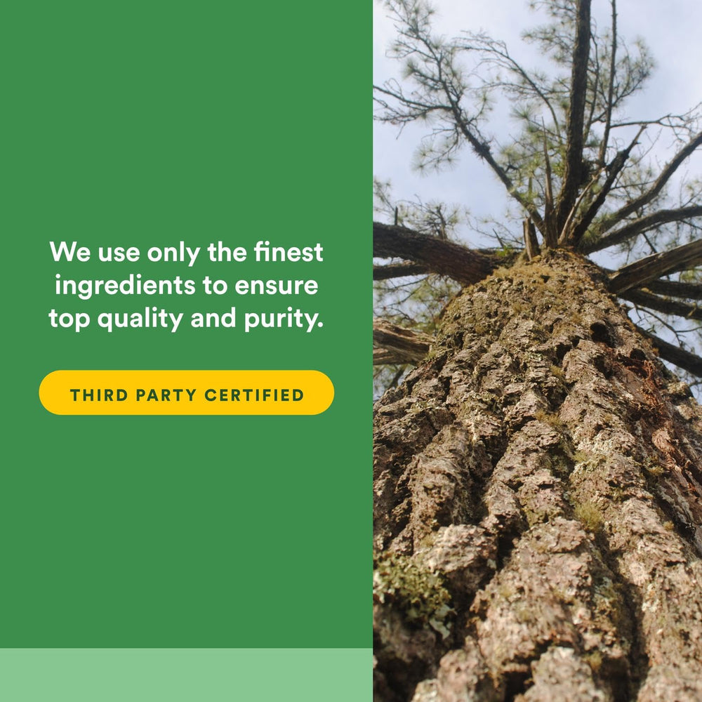 French maritime pine bark extract Pycnogenol