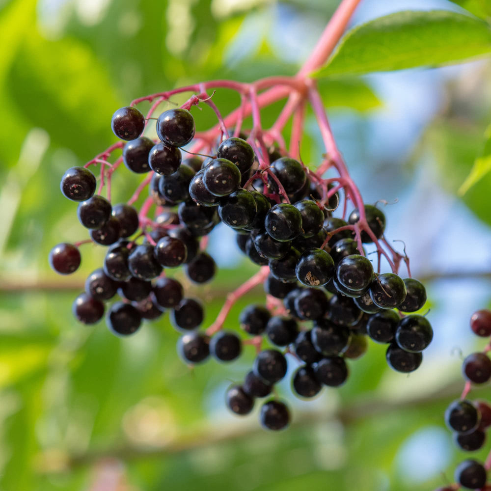 Ingredients: organic elderberries and herbs – Frontier Co-op