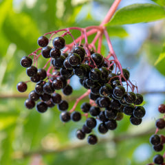 Ingredients: organic elderberries and herbs – Frontier Co-op