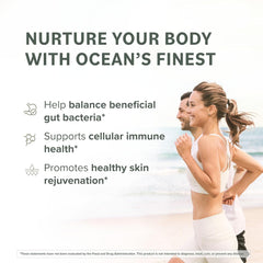 Premium brown seaweed used to extract fucoidan