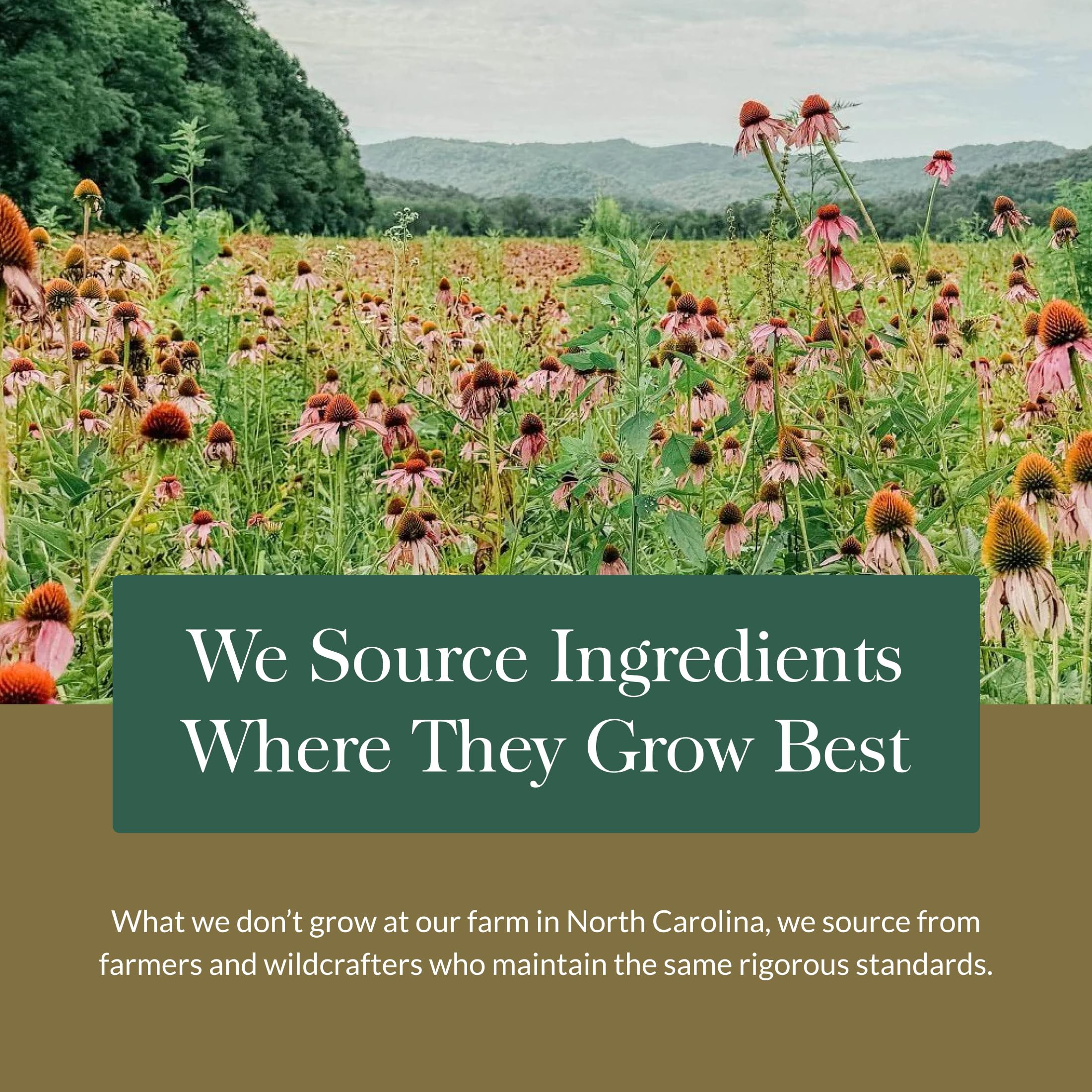 Gaia Herbs sourcing map and herbs emphasizing ethical sourcing and quality control