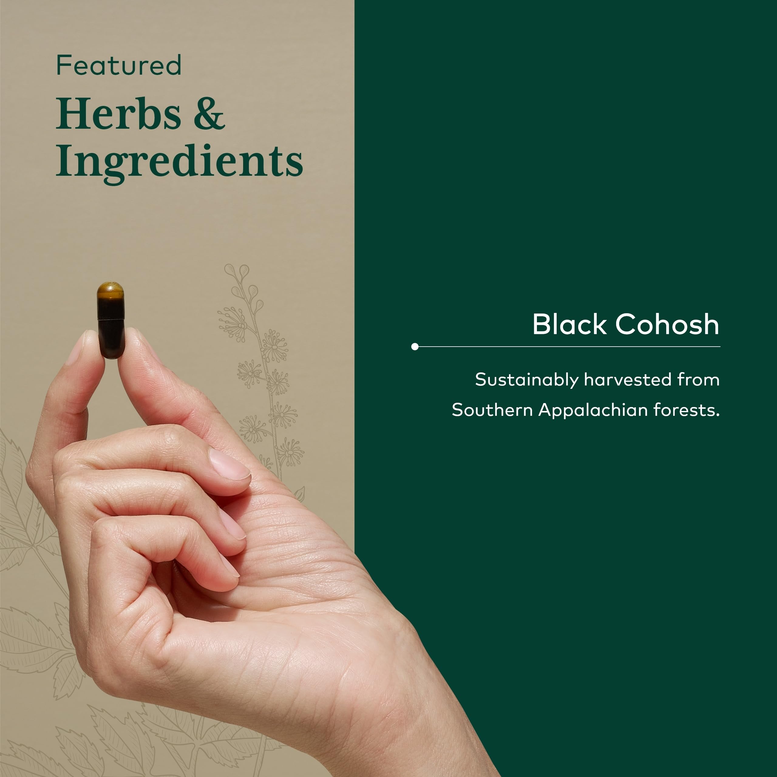 Premium potency black cohosh root extract for menopause relief