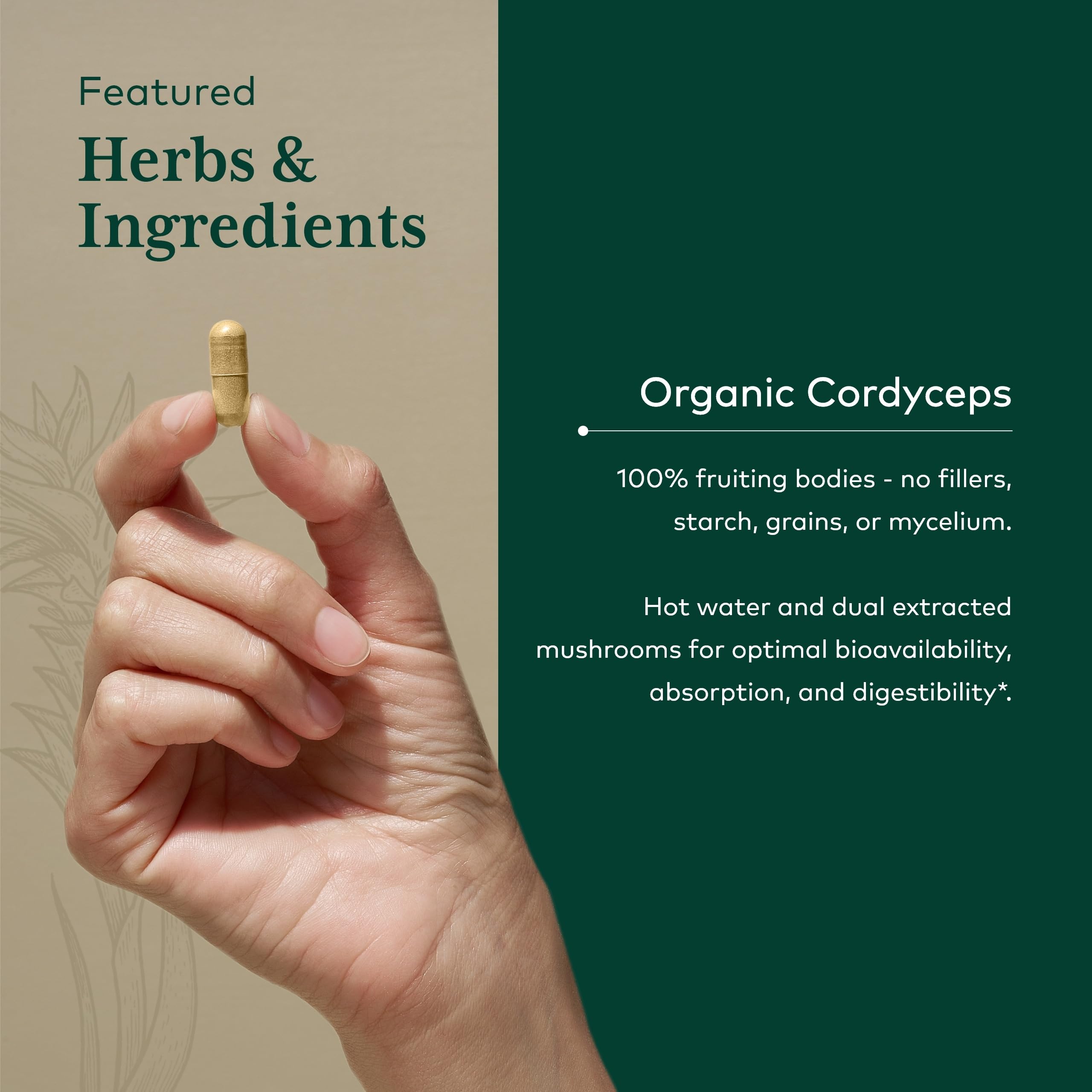 Hot water extraction symbol for Cordyceps bioavailability