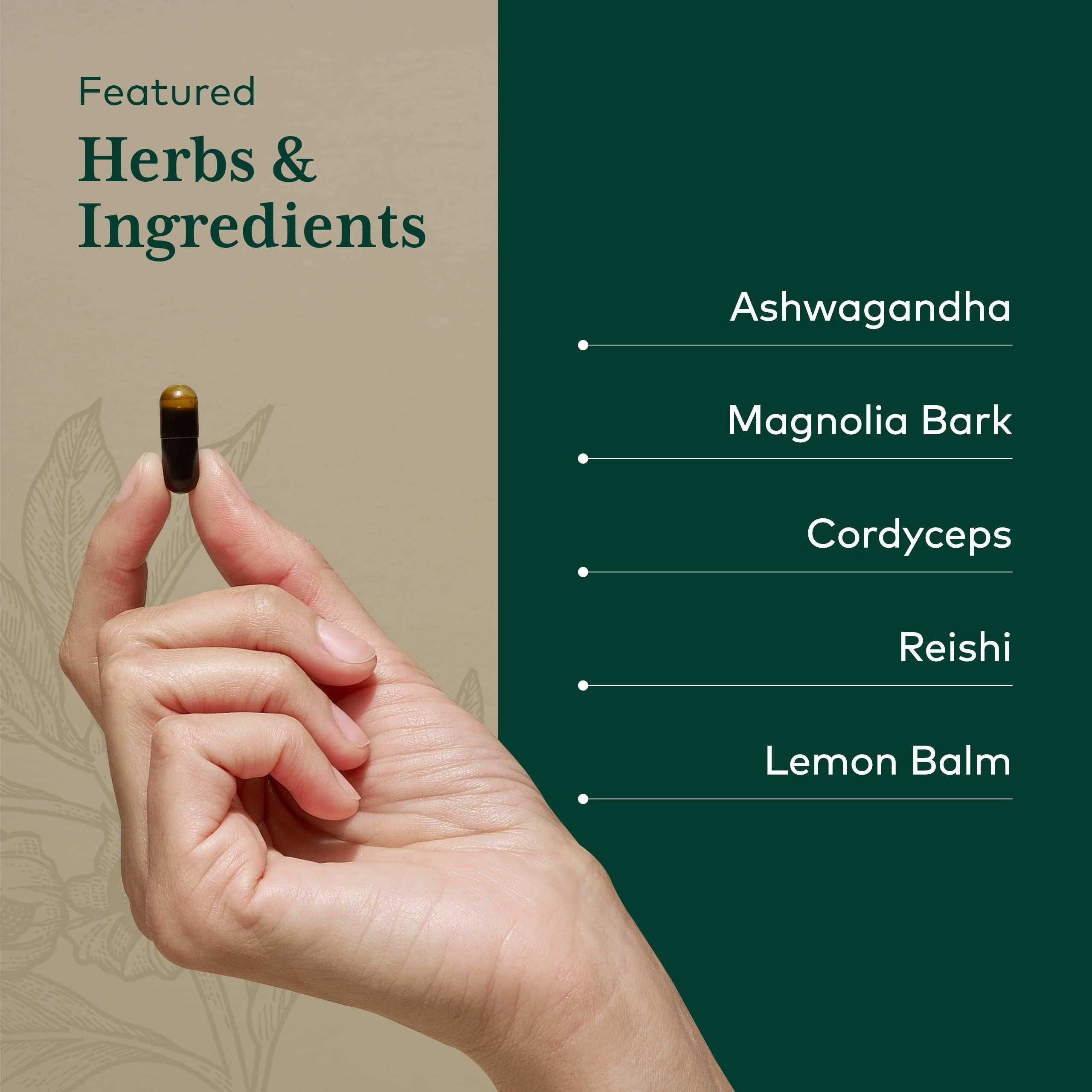 Magnolia bark and herbal ingredients displayed for sleep support