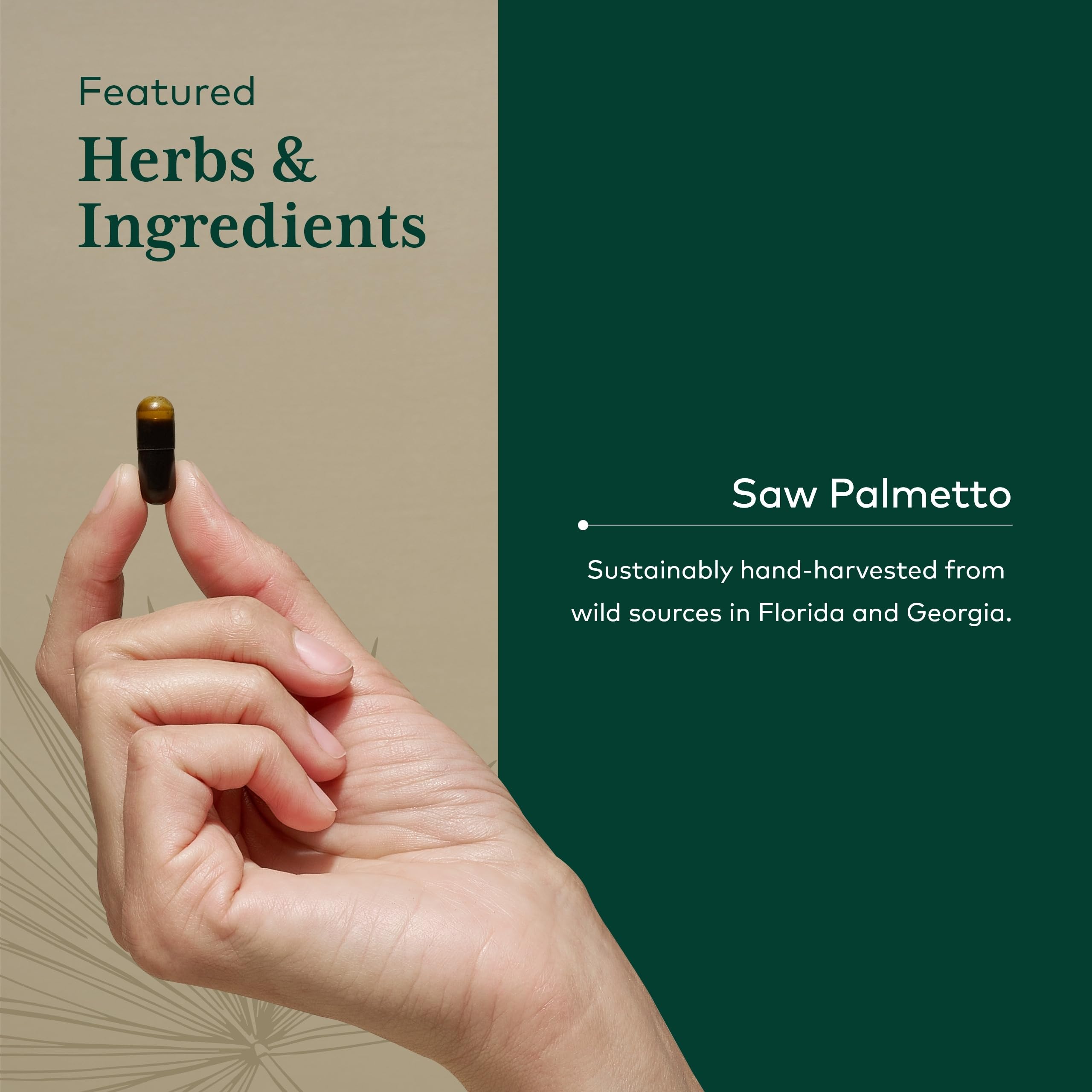 Sunflower seed lecithin and herbal ingredients illustration
