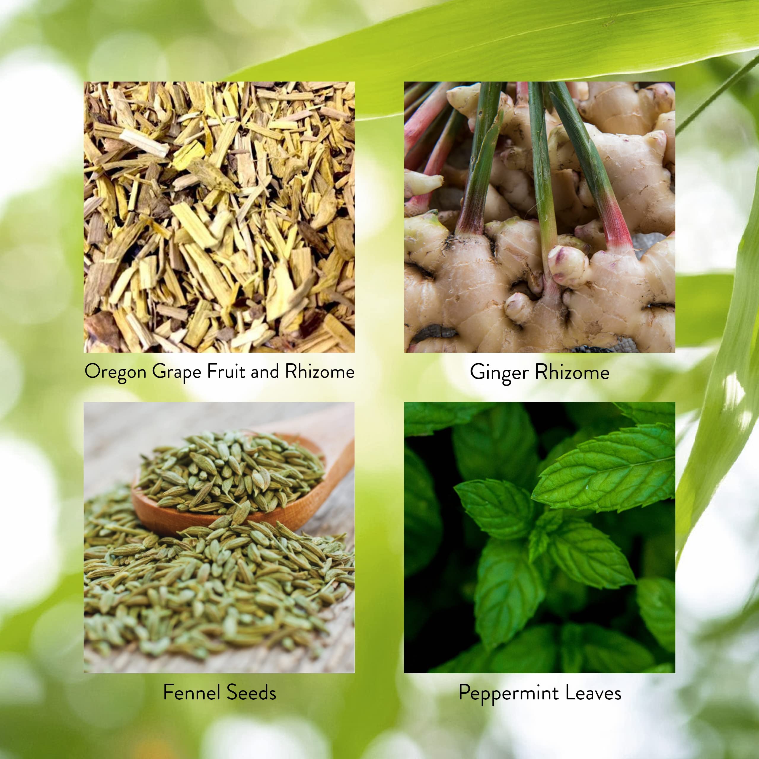 Digestive system and gall bladder support concept