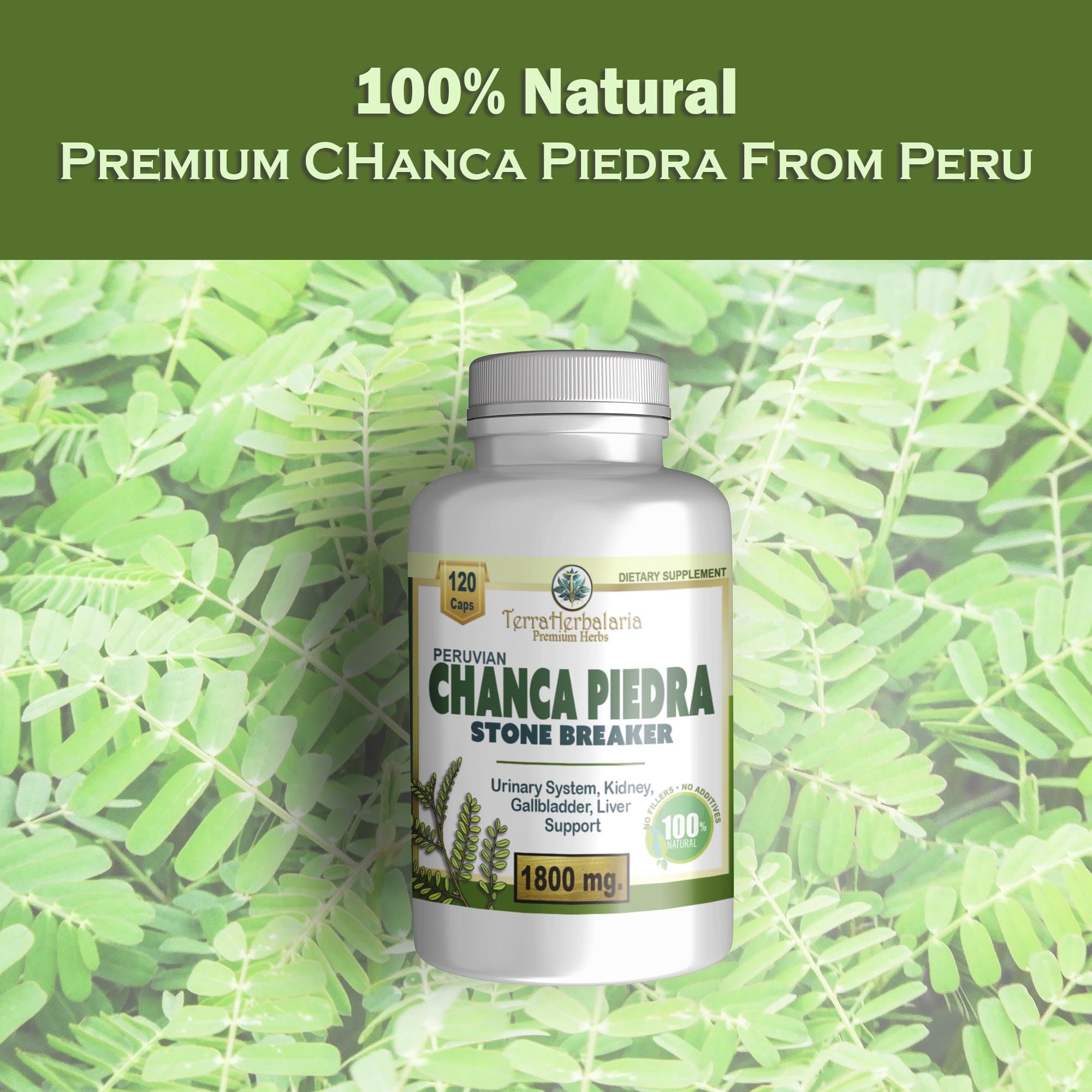 Chanca Piedra supporting gallbladder and urinary tract health