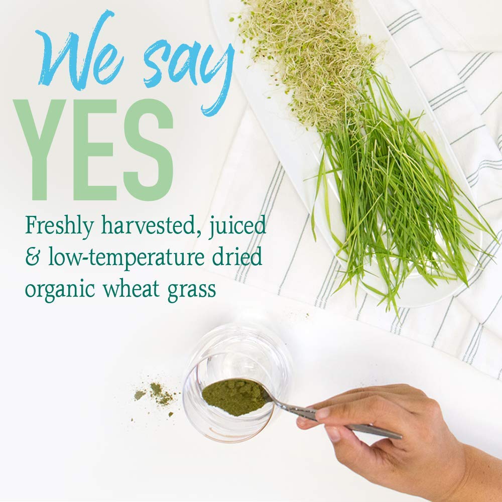 Green chlorophyll-rich superfood powder in a blender