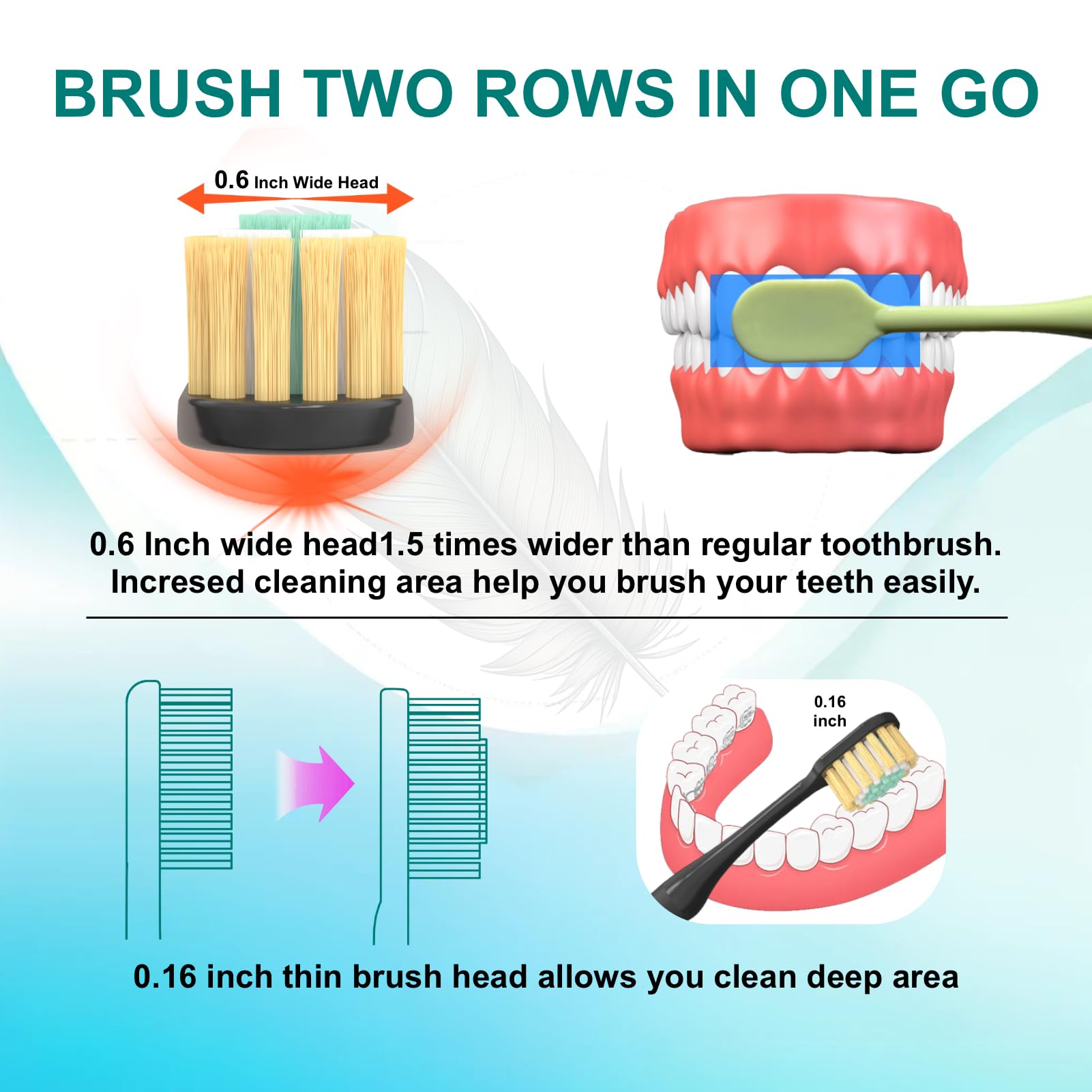0.6-inch wide brush head showing two-row brushing capability