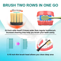 0.6-inch wide brush head showing two-row brushing capability