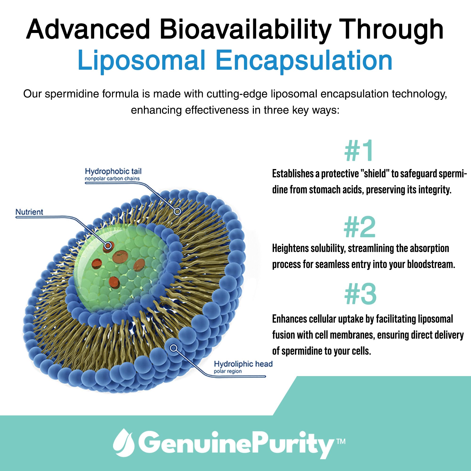 Packaging showing vegan, gluten-free and non-GMO labeling for Spermidine
