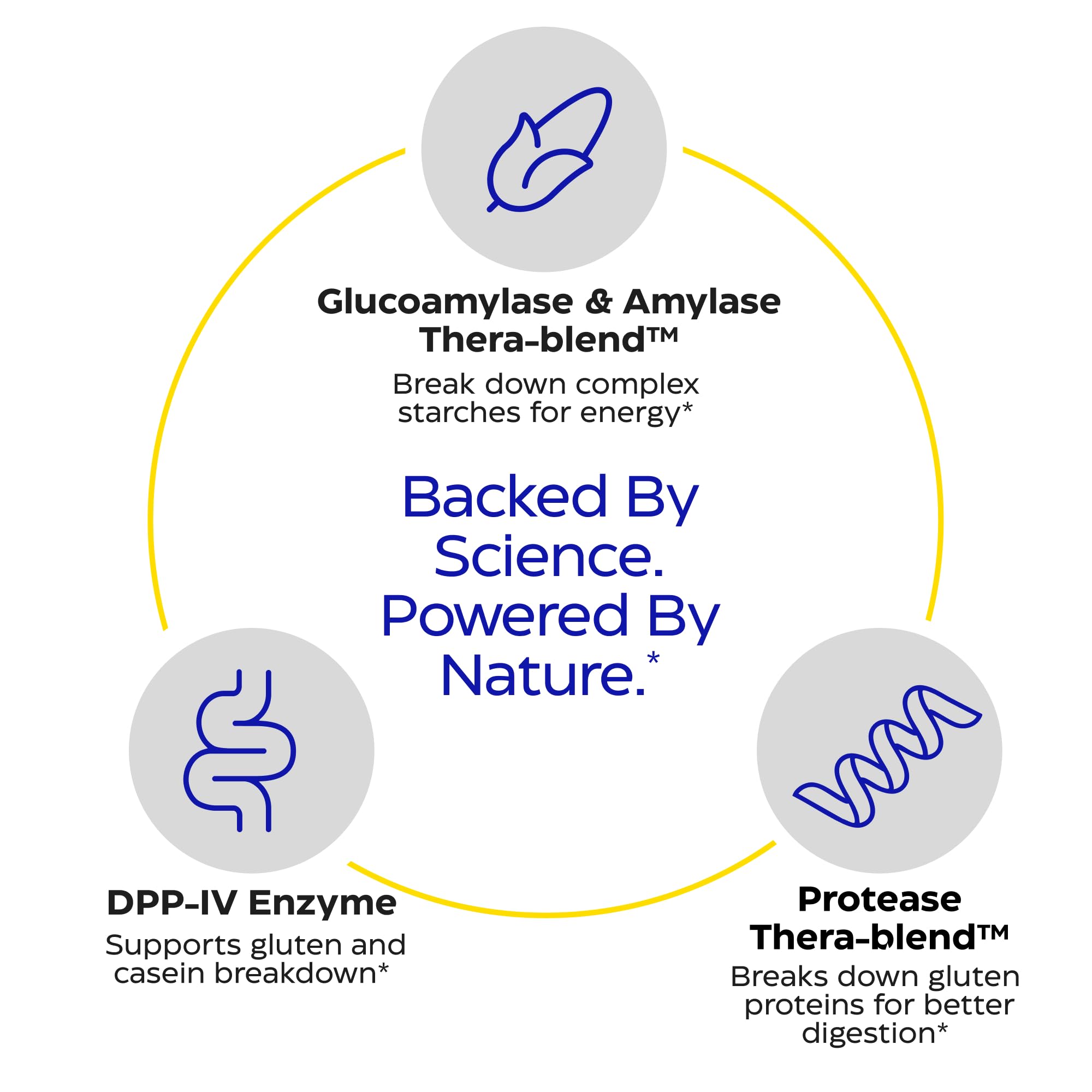 Graphic showing gluten and casein digestion by enzymes