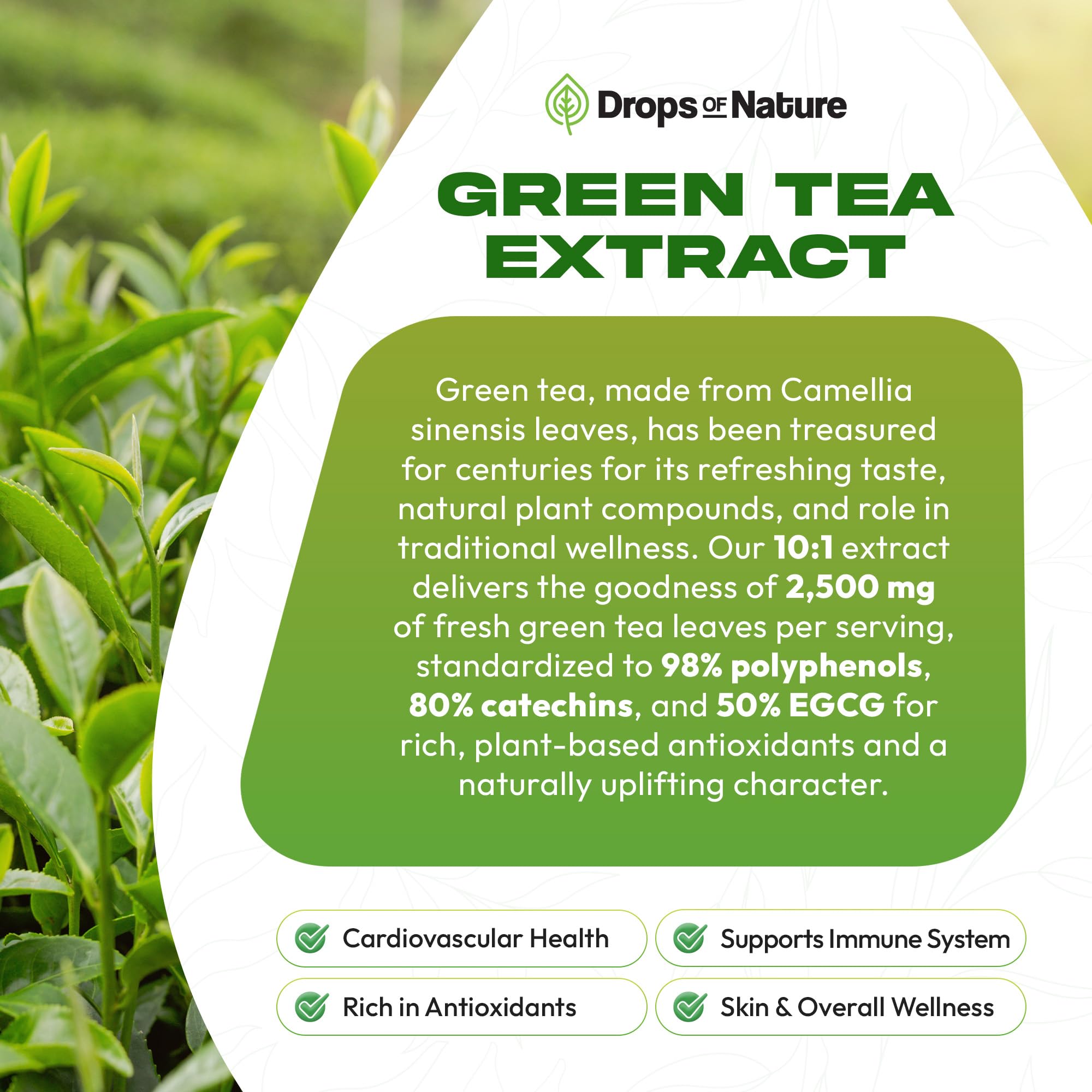 Illustration of catechins and polyphenols in green tea