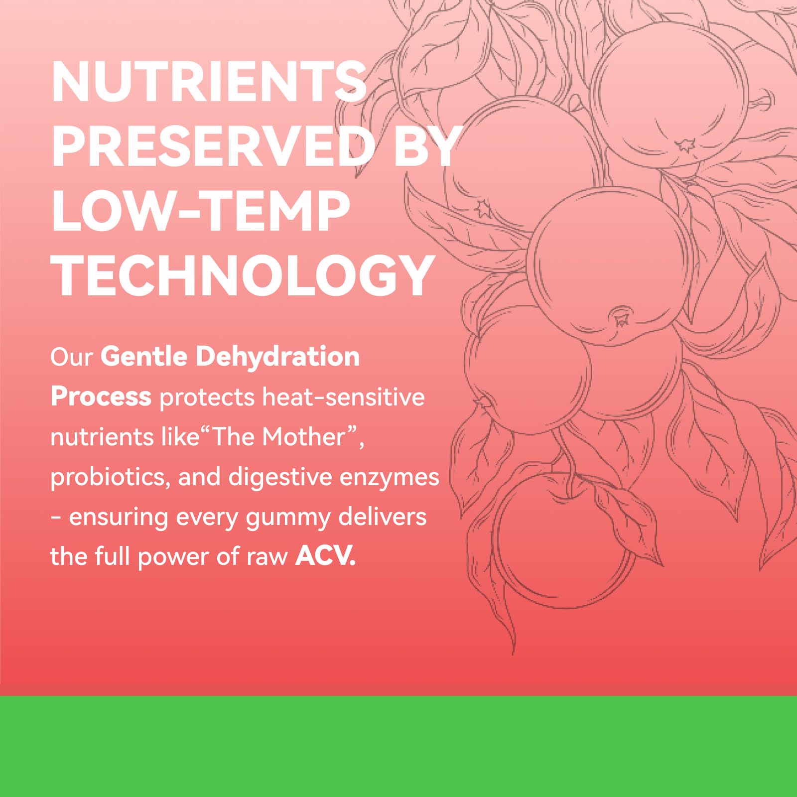 Illustration of gut health and detox benefits