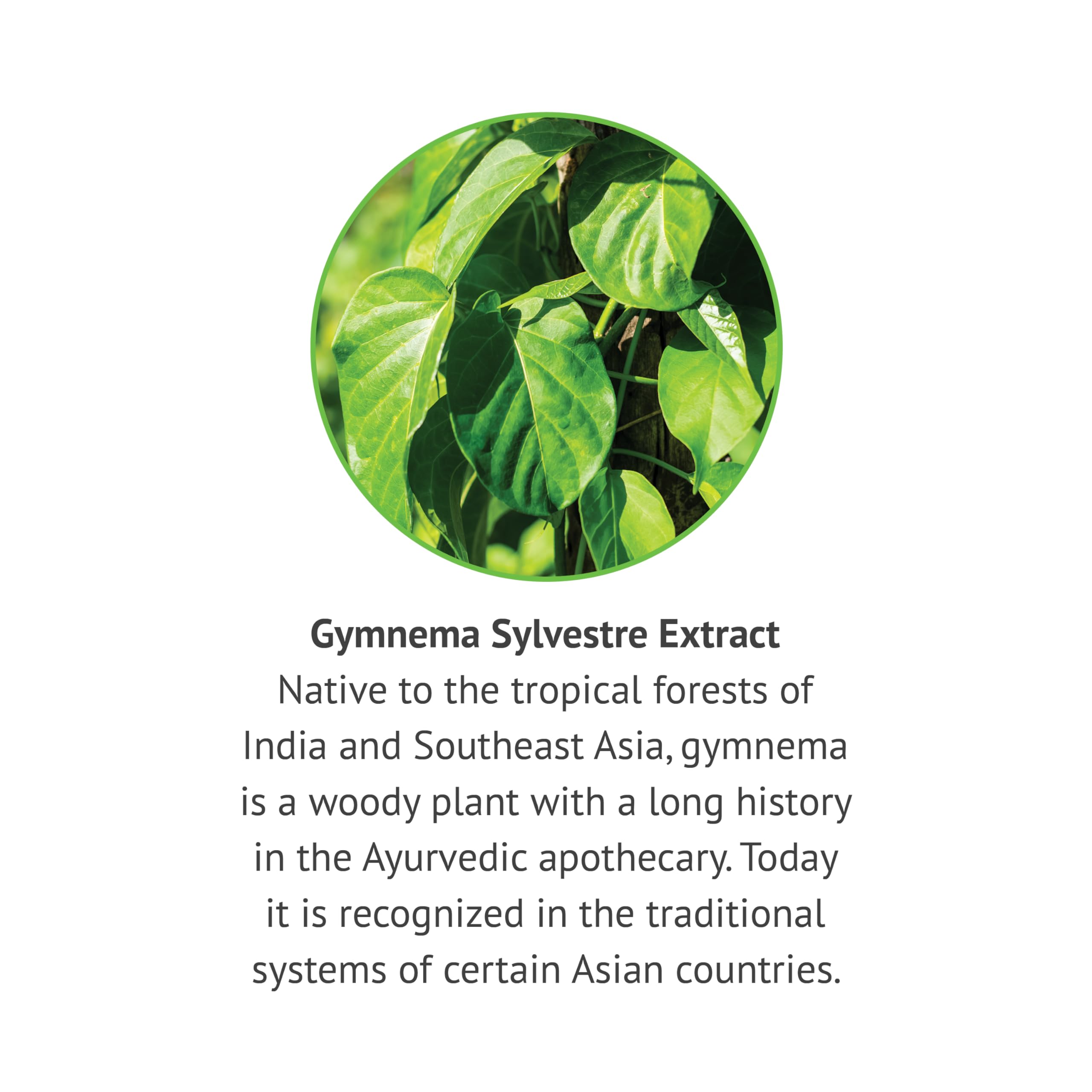 Ingredient panel for Gymnema Sylvestre liquid extract.