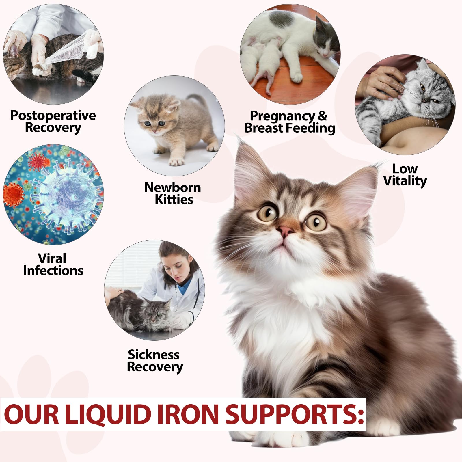 Happy cat with improved energy after iron supplementation