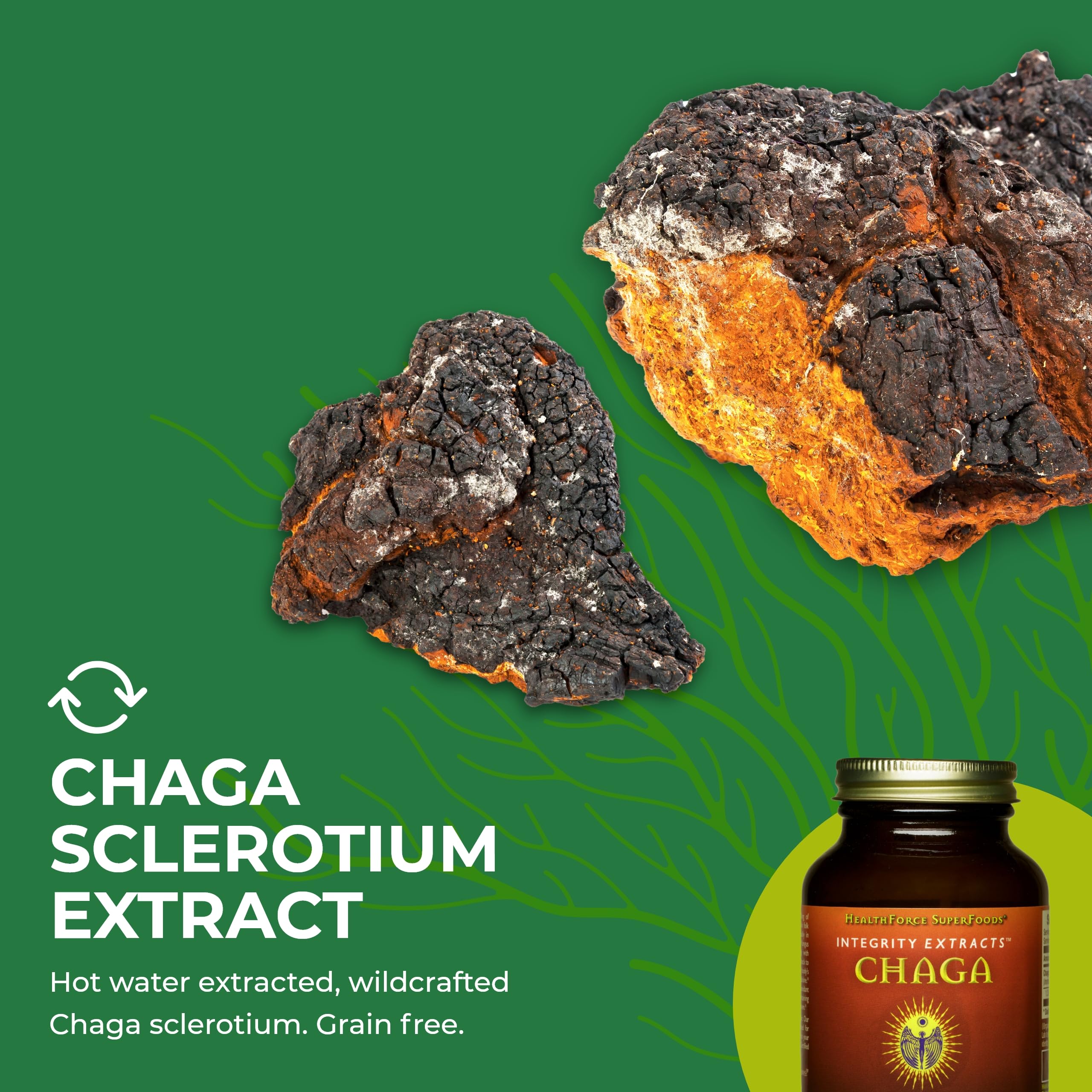 Close-up of Chaga powder texture