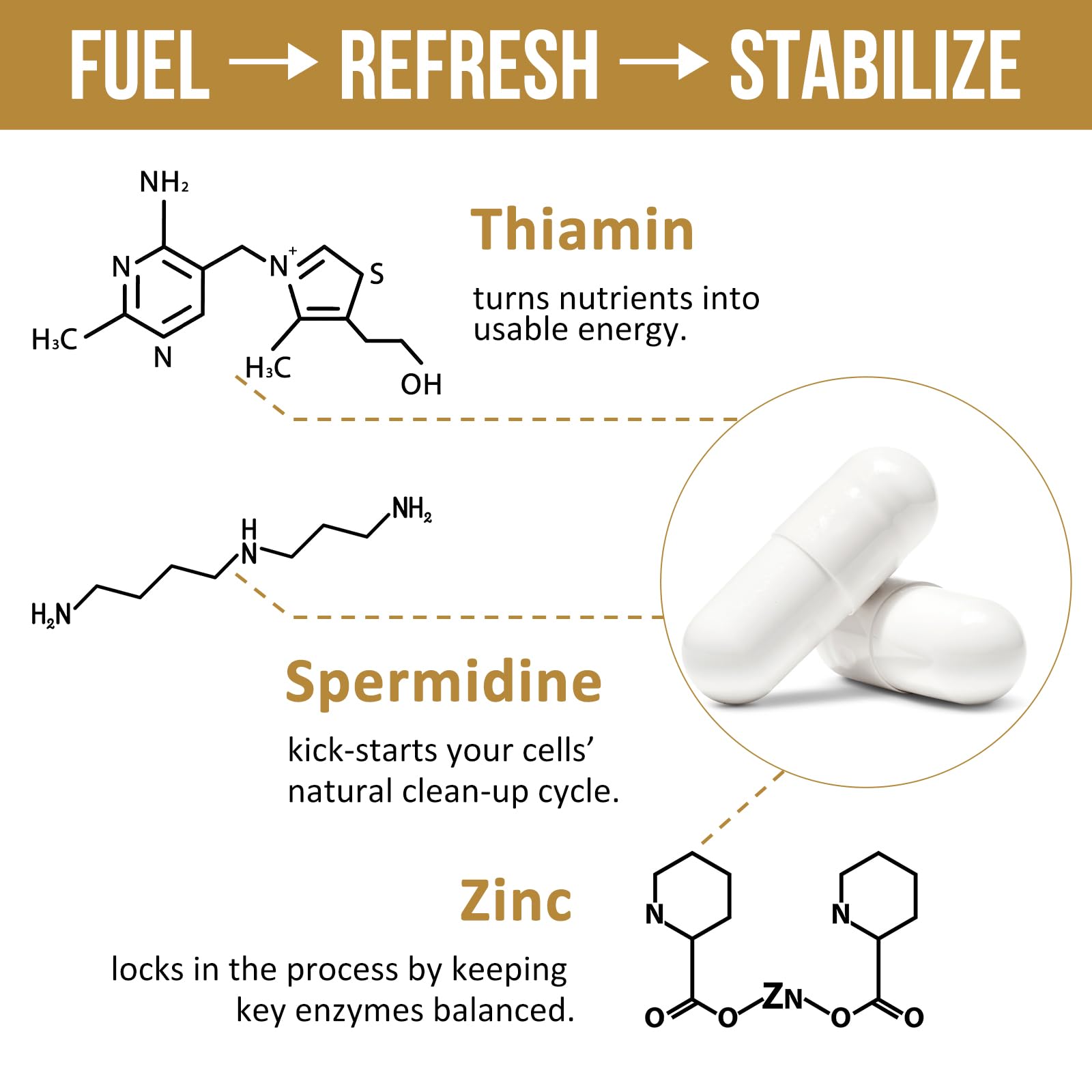 Spermidine for healthy aging and longevity