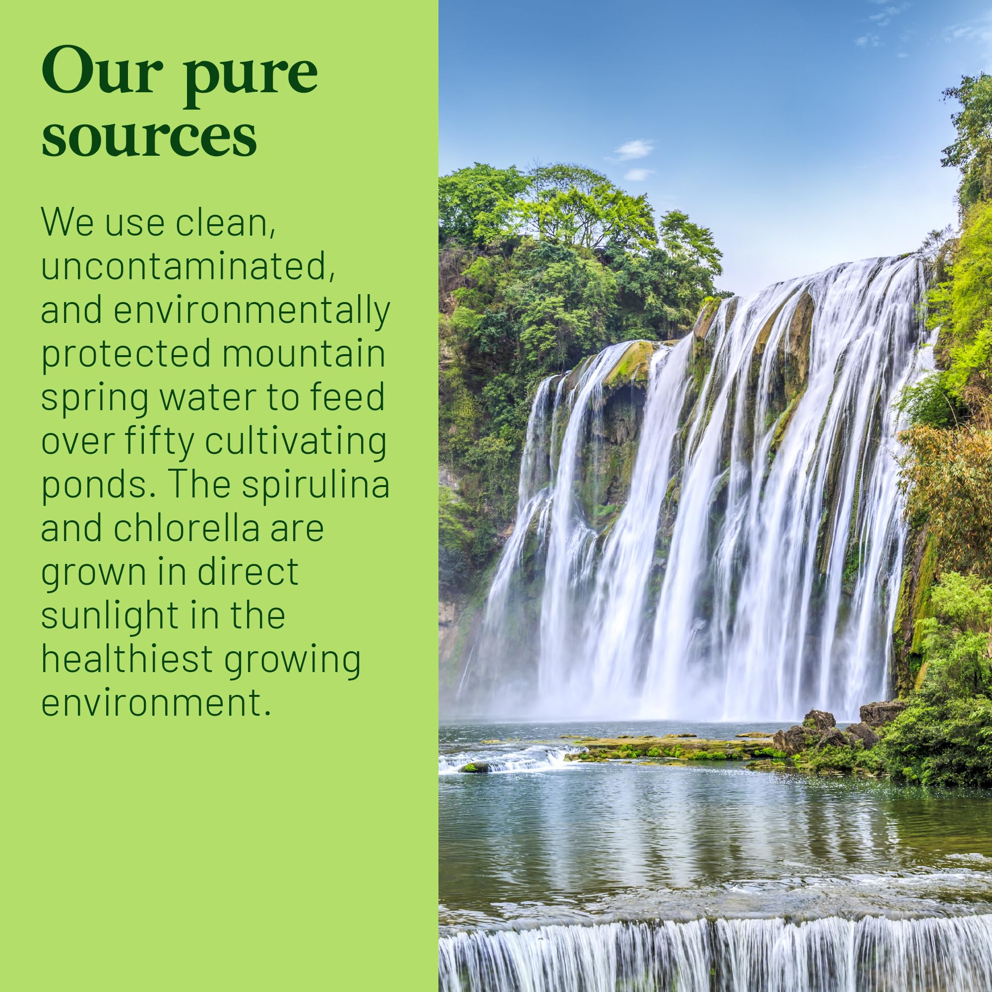 Heavy metal detox support from spirulina and chlorella