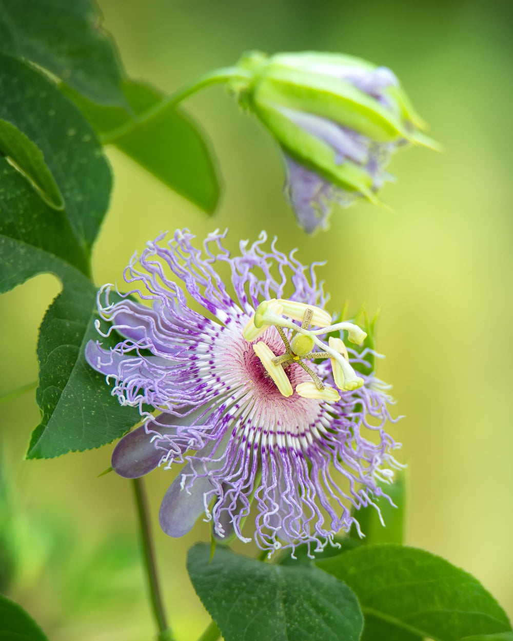 Herb Pharm passionflower packaging shows convenient 4 fl oz bottle for home use.