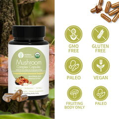 Reishi and Cordyceps mushrooms highlighting adaptogenic properties