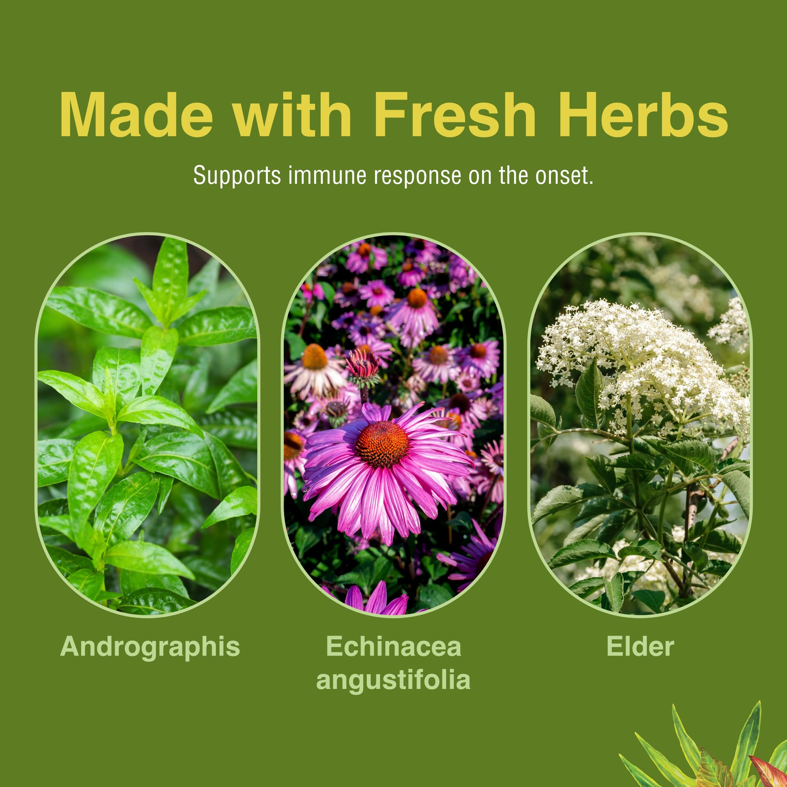 Andrographis herb illustration