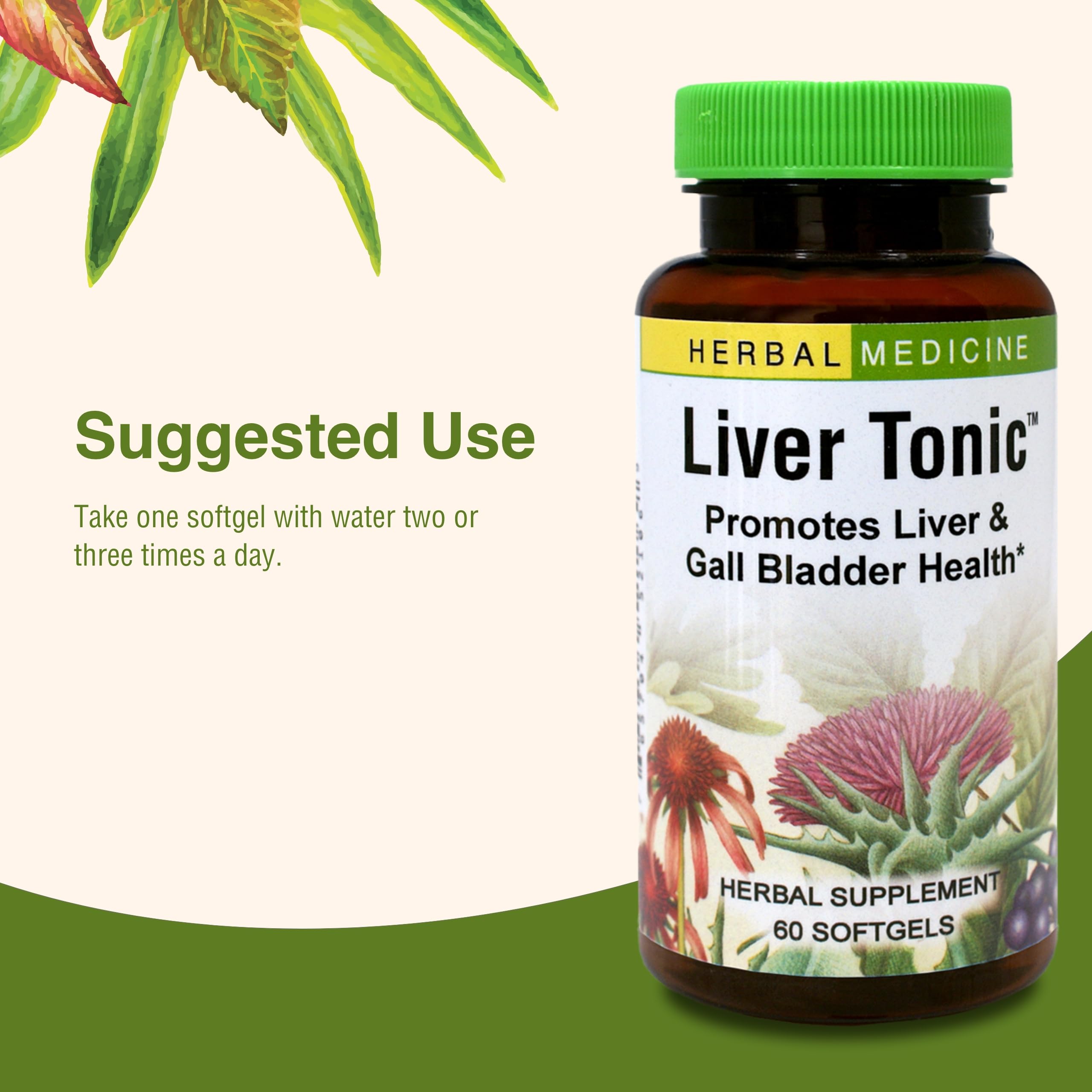 Concept image showing liver and gallbladder health with herbs