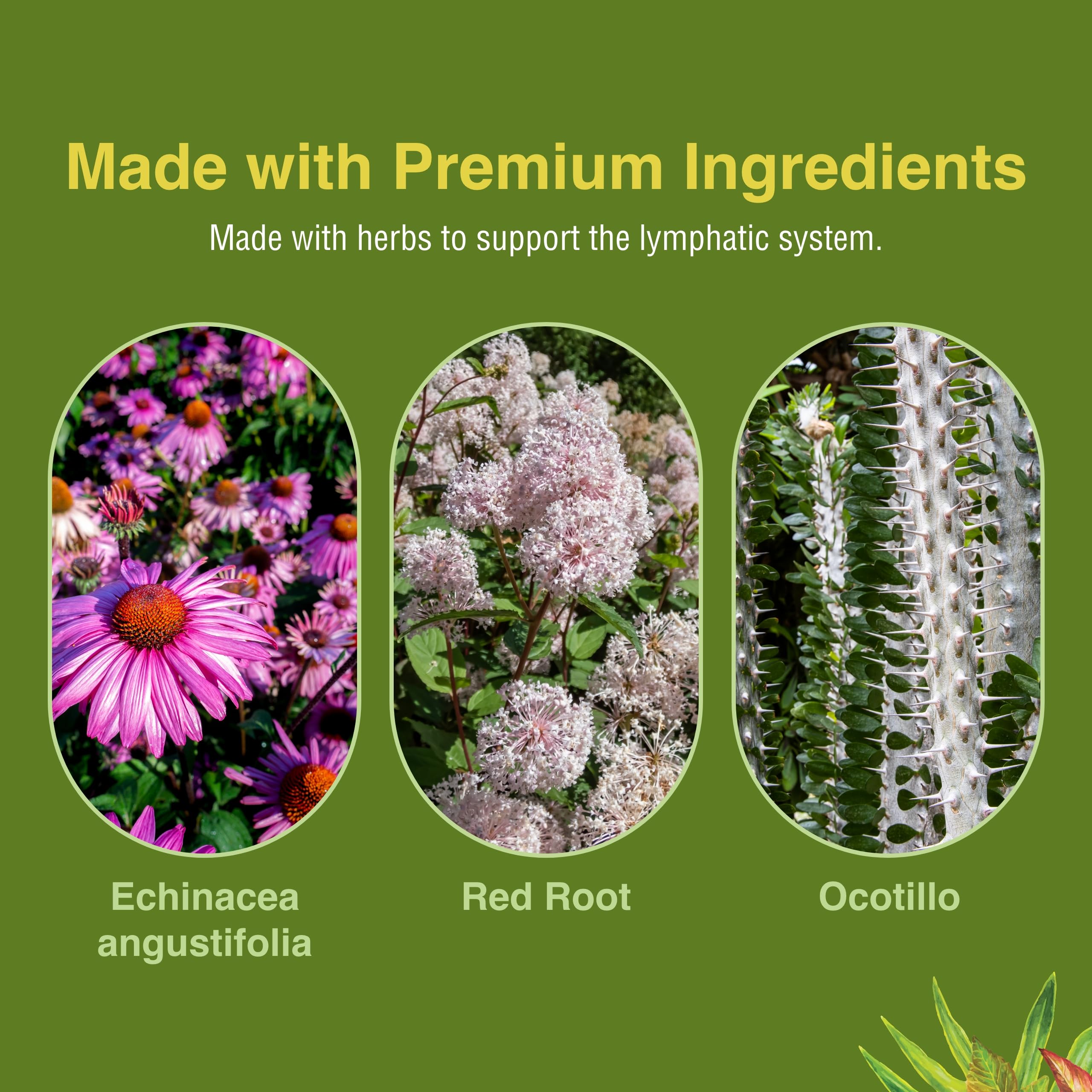Herbs ETC Lymphatonic SG capsules