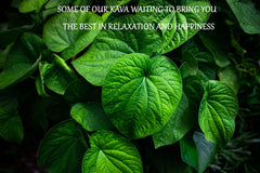 Ultra-fine traditional grind texture of kava powder