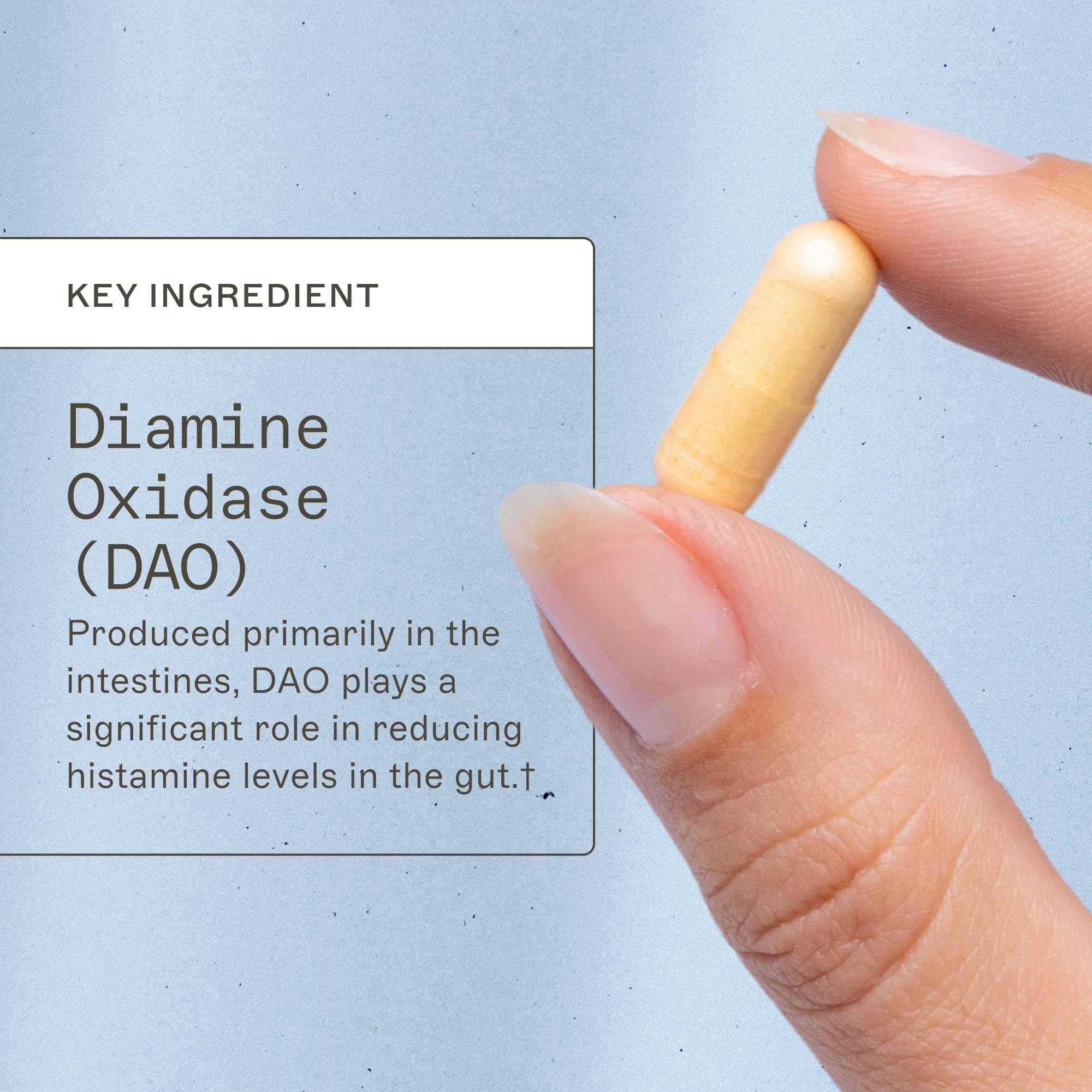 Graphic illustrating histamine digestion support
