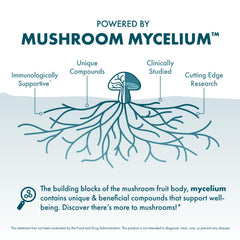 Illustration of mushroom mycelium and Reishi