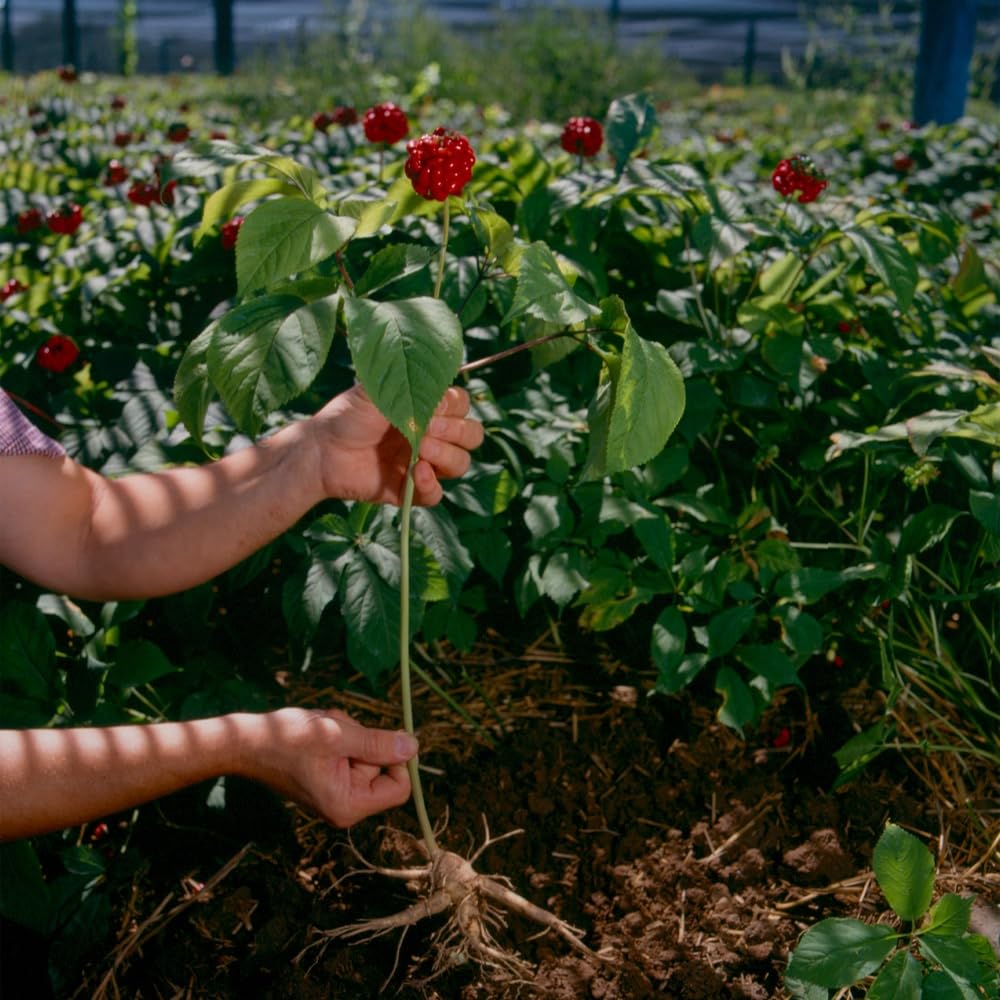 Box packaging with one free American ginseng tea bag included