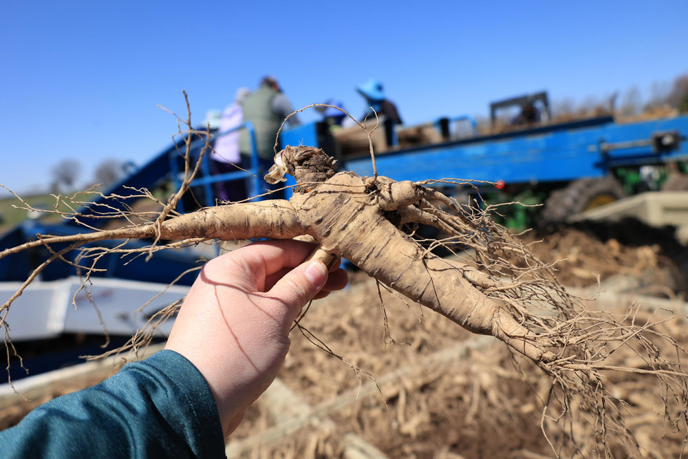 Energy and focus benefits depicted on packaging