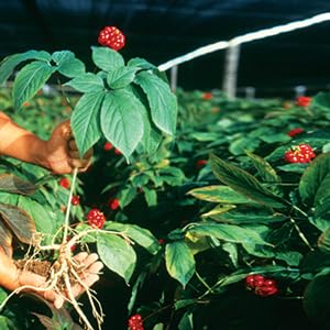 Fresh from Hsu's Ginseng Farm - image 07
