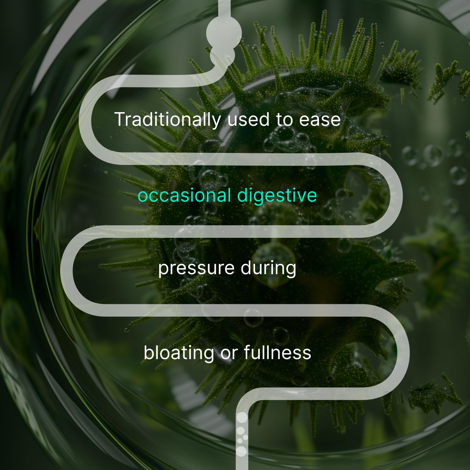 Angelica root used in IBShield tincture