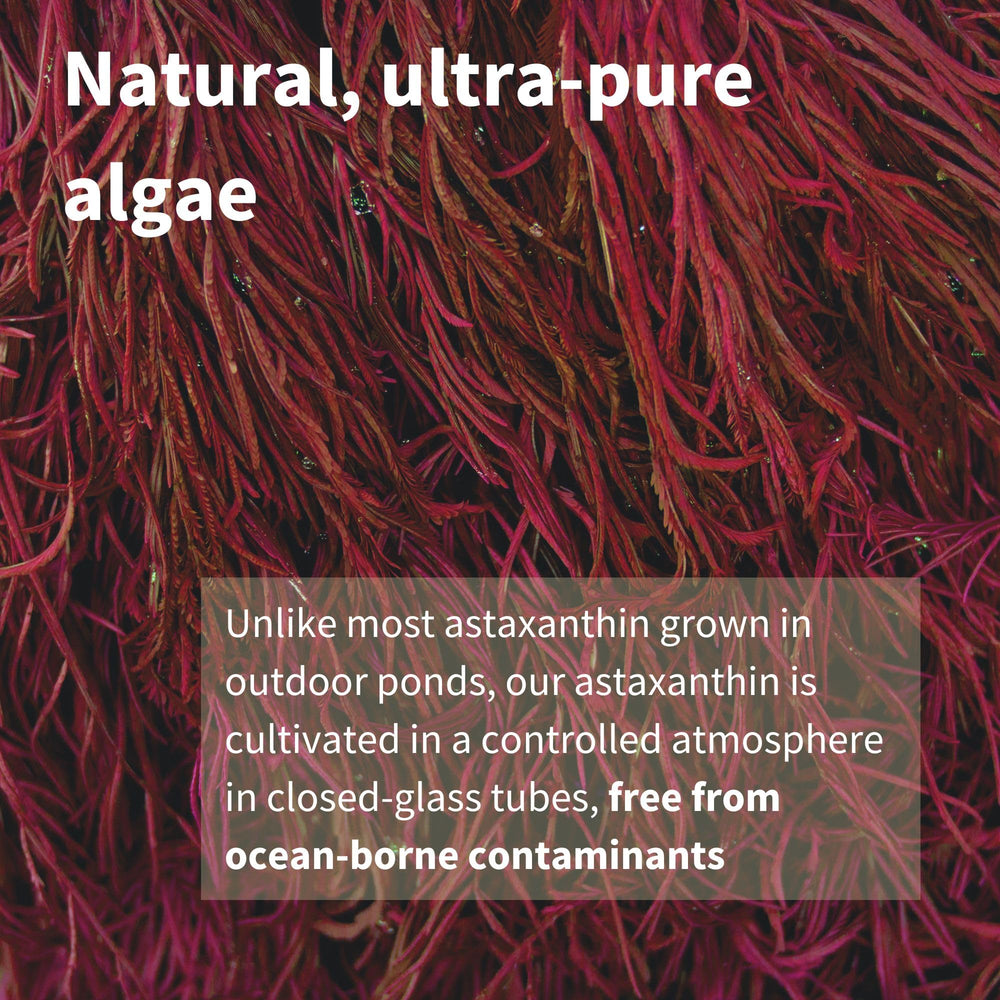 Vegan seaweed capsules from Igennus