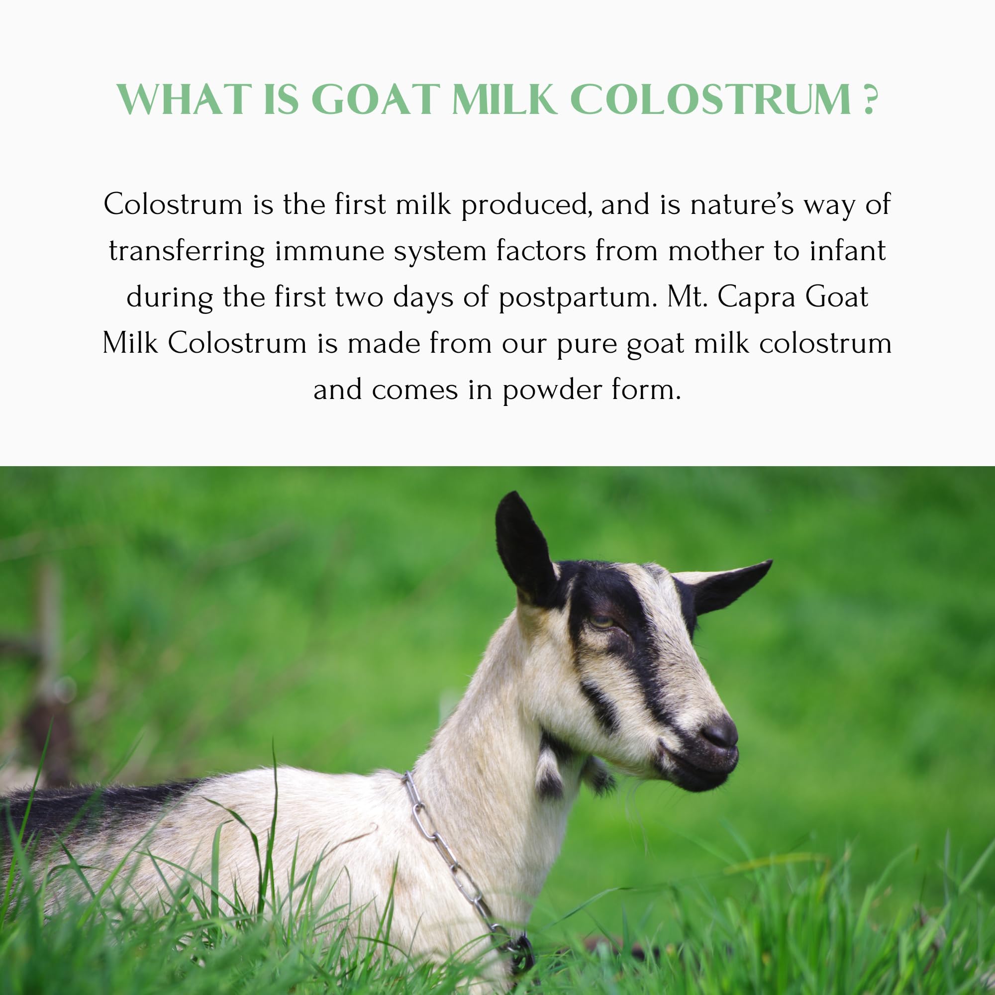 Graphic showing immunoglobulins IgG and IgA in goat colostrum