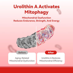 Close-up of Urolithin A with 1000mg Urolithin A and 180mg collagen label