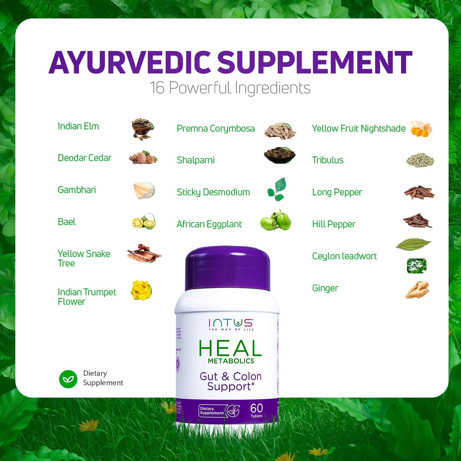 Daily digestive health and wellbeing portrayal with Intus Heal