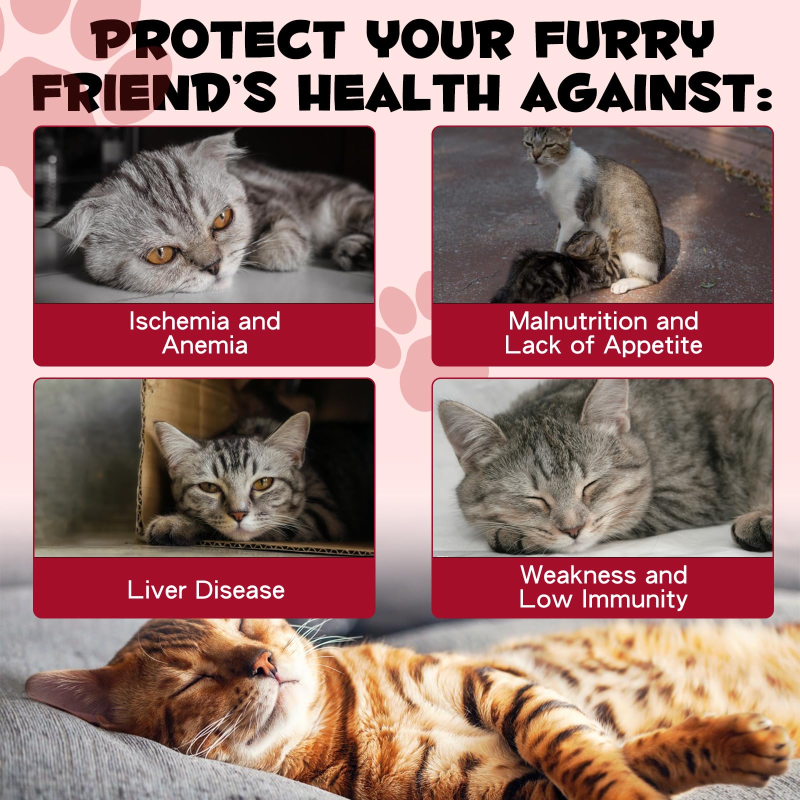 Cat being fed liquid iron supplement mixed into food