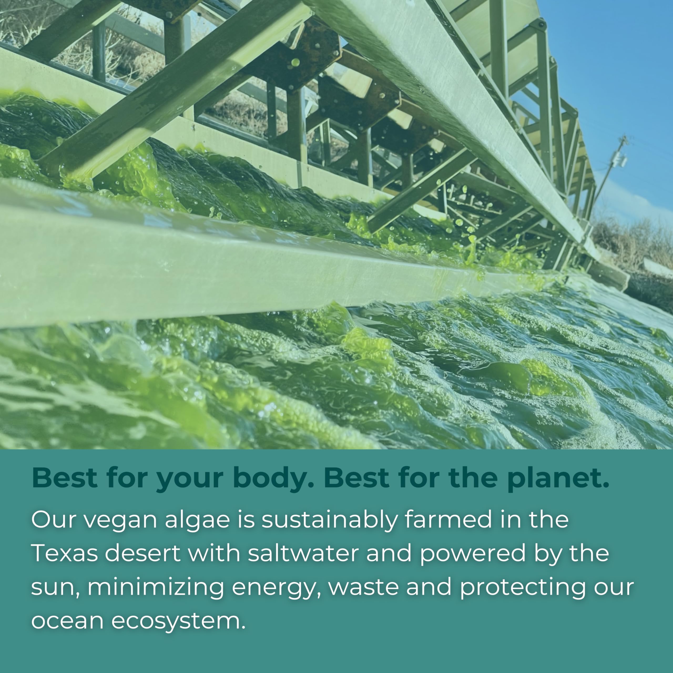 Sustainably sourced AlmegaPL algae extract from USA farms