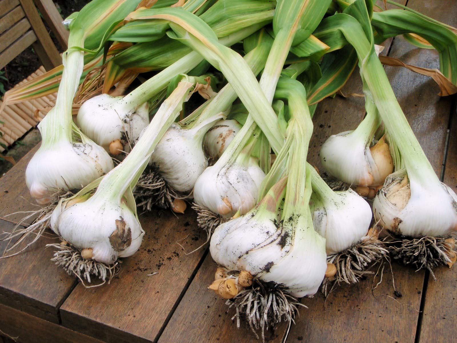 Natural garlic supplement on wooden background