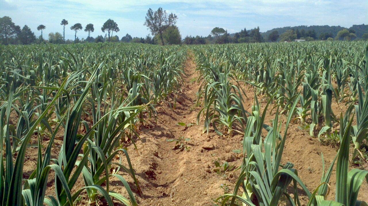 Japanese Garlic AJO Japones 150-count per bag packaging