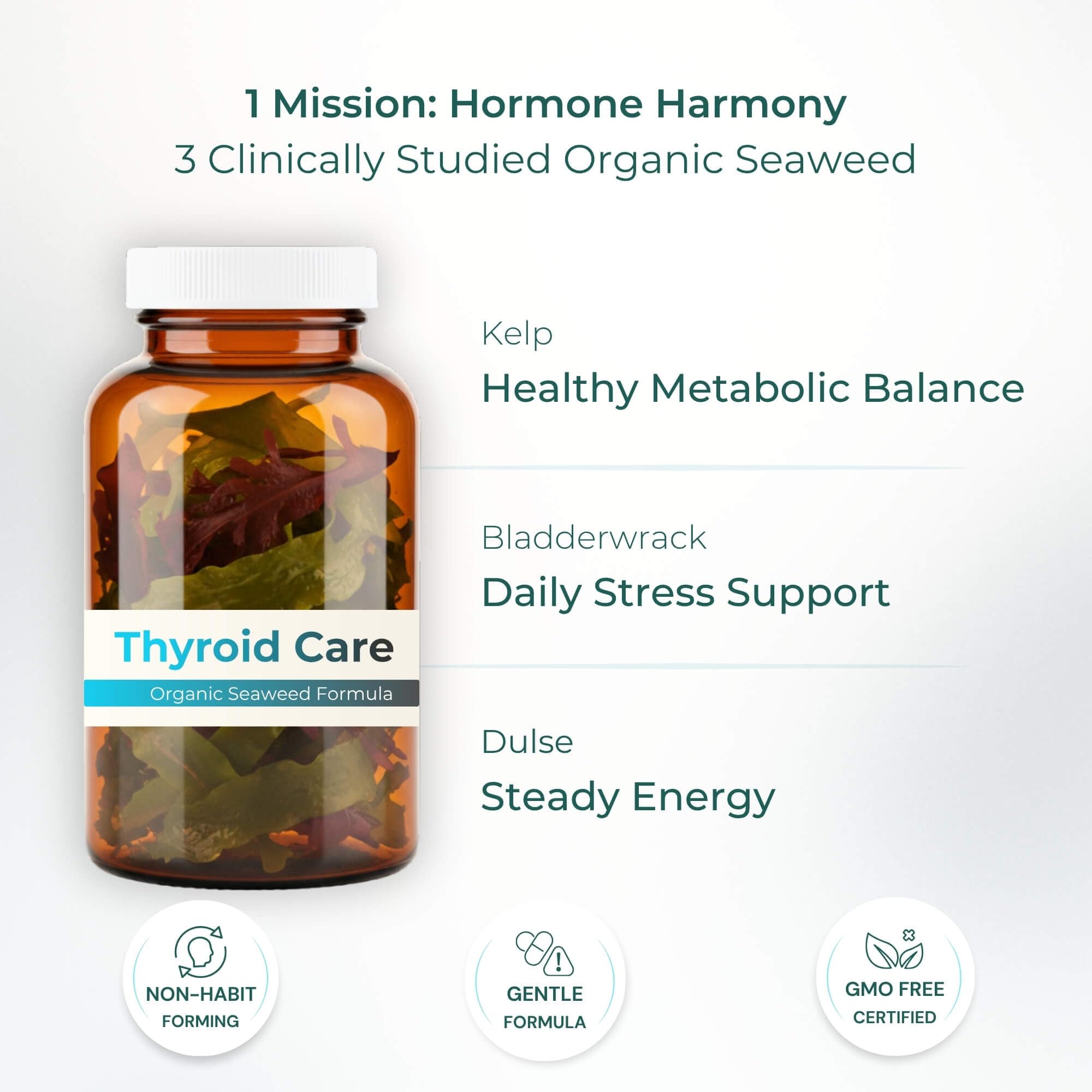 Close-up of kelp, bladderwrack and dulse seaweed