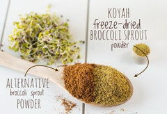 Close-up of freeze-dried broccoli sprout powder texture